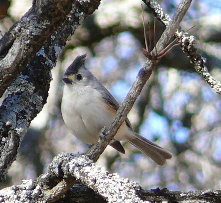 Fredericksburg Nature Center | Nature | Trails | Habitat | Wildlife