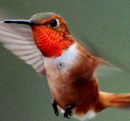 Hummingbird, Rufous 12_Lindemann (2)