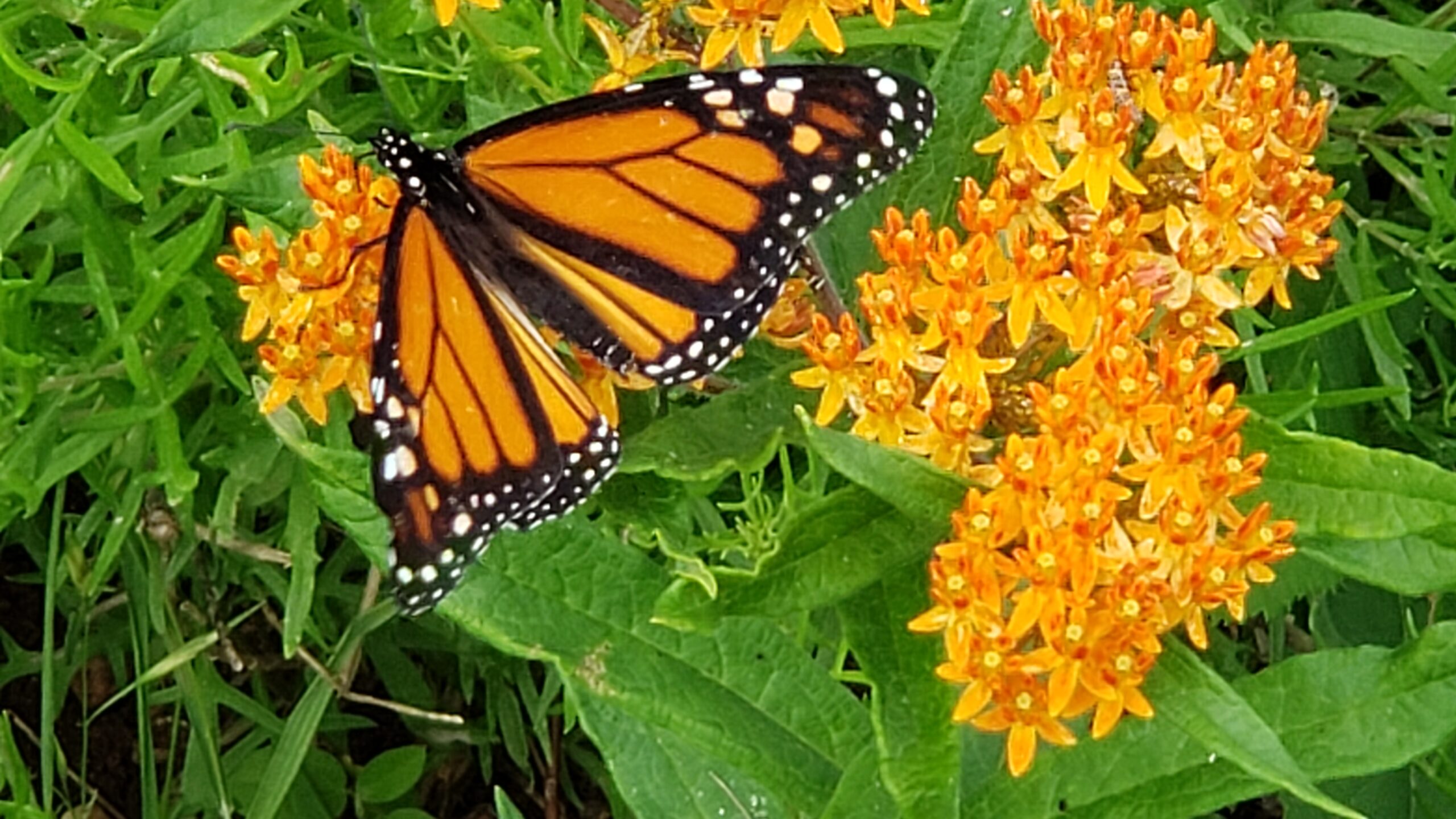 Monarch on Tx Milkweed